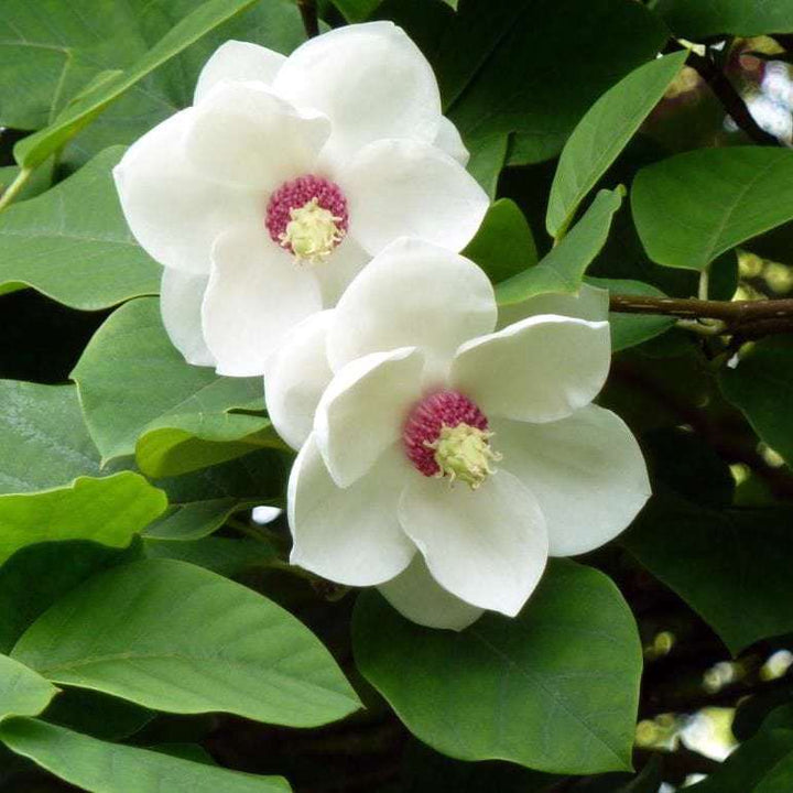 Magnolia Sieboldii