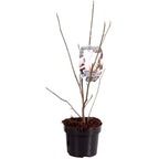 Magnolia soulangeana