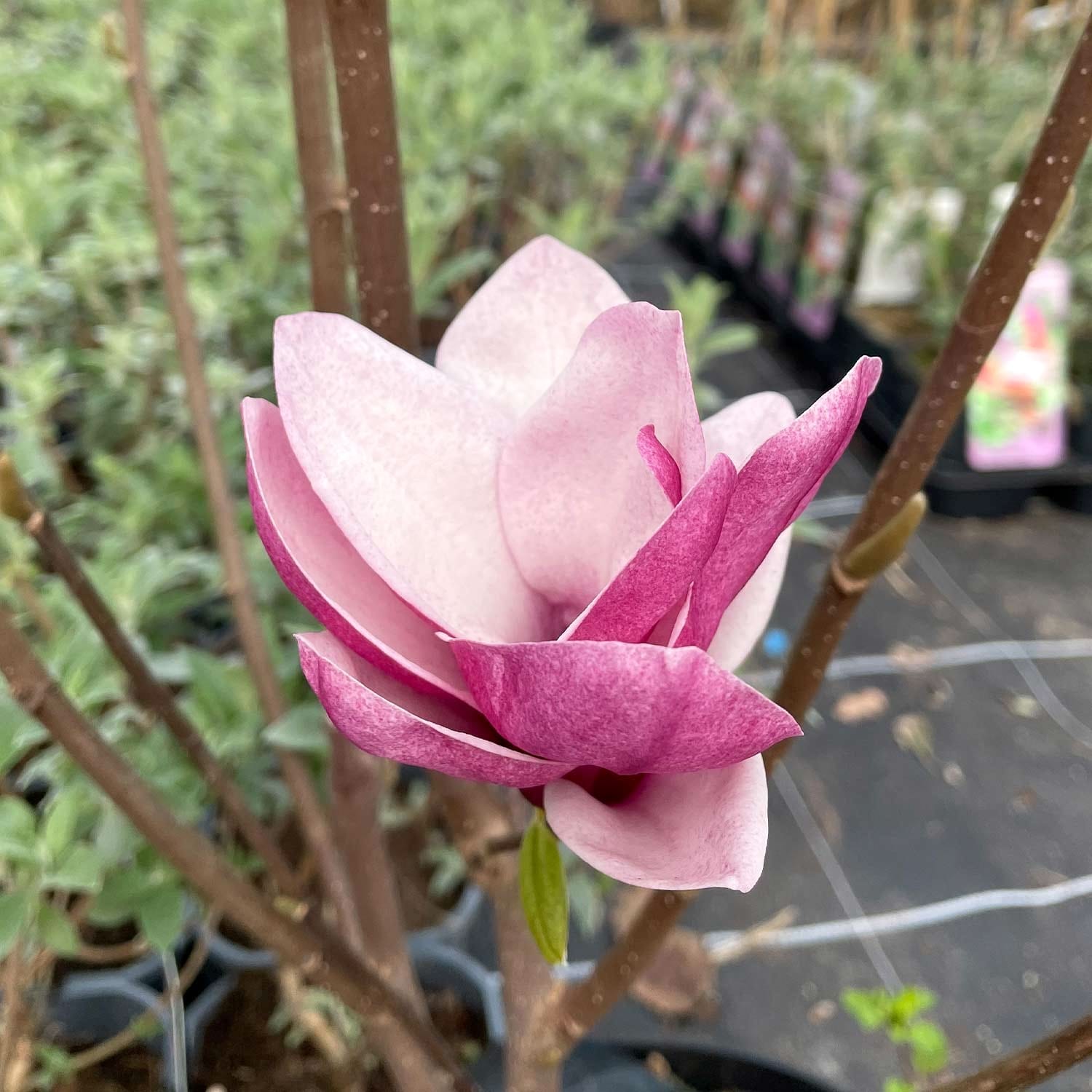 Magnolia 'Satisfaction'