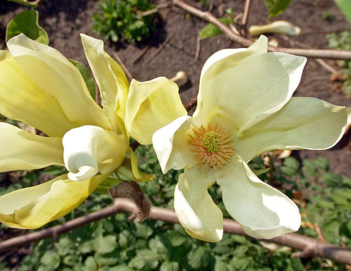 Magnolia 'Yellow Lantern'