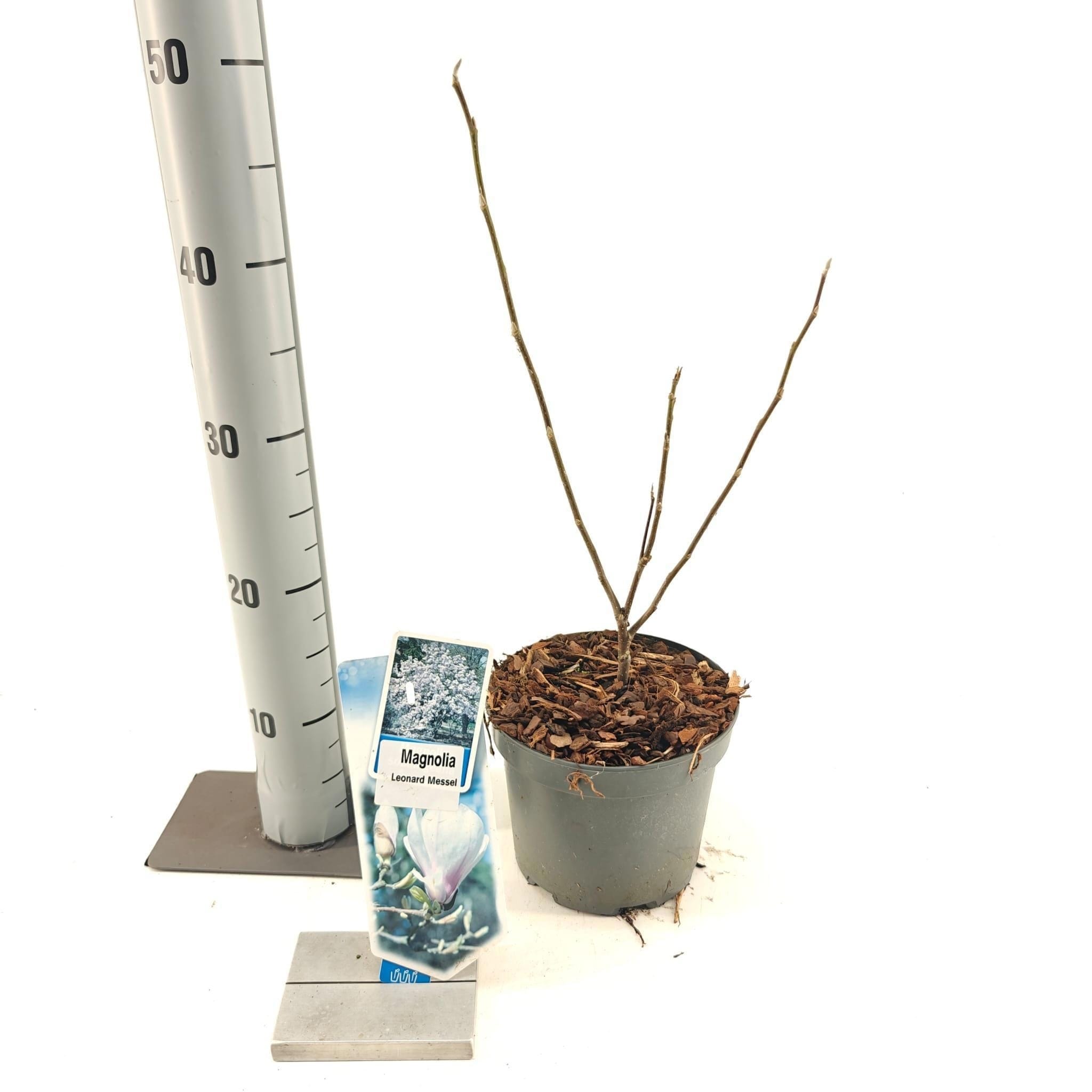 Magnolia loebneri 'Leonard Messel' - flori puternic parfumate