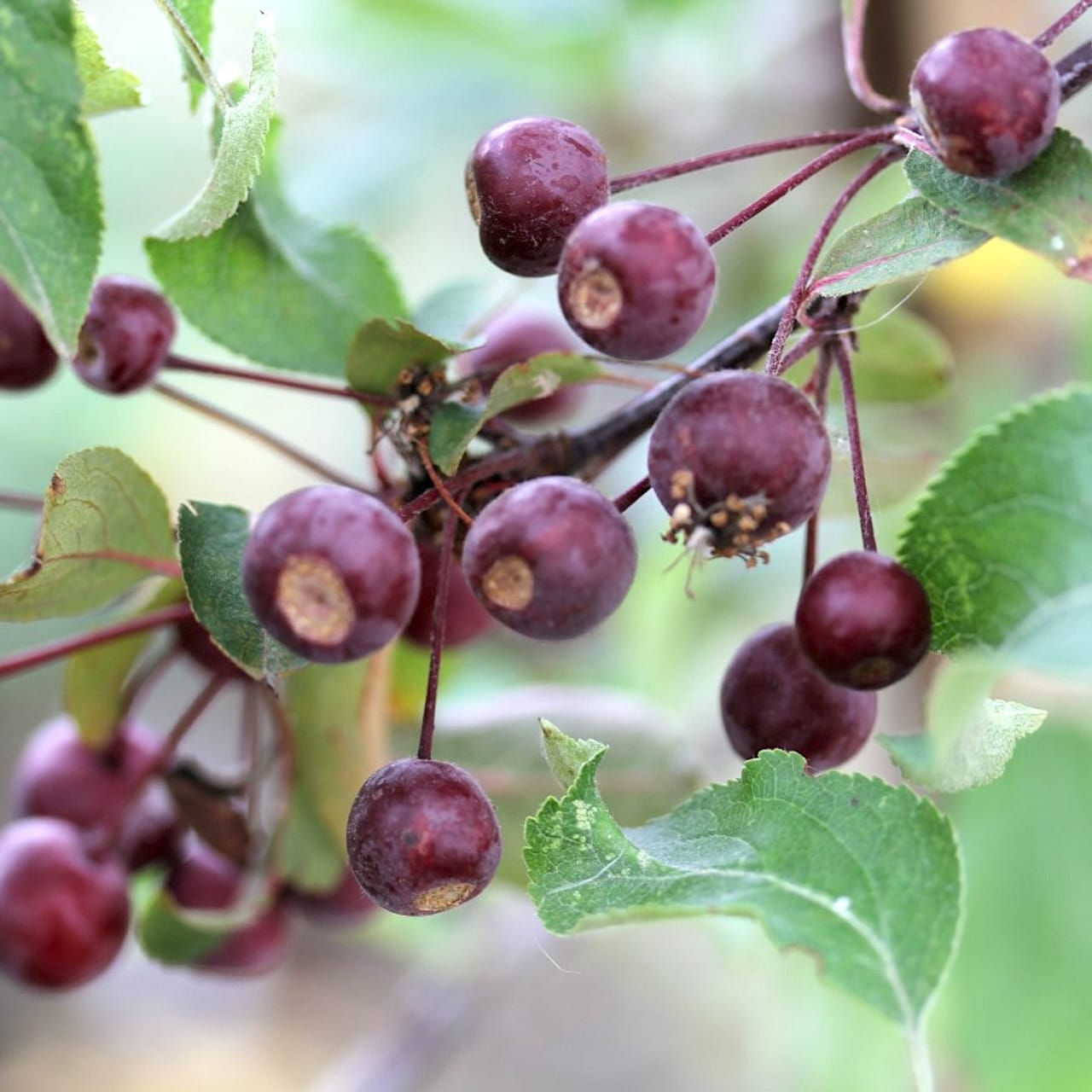 Myrtille décorative - Malus 'Liset' - couronne formée, H100 cm