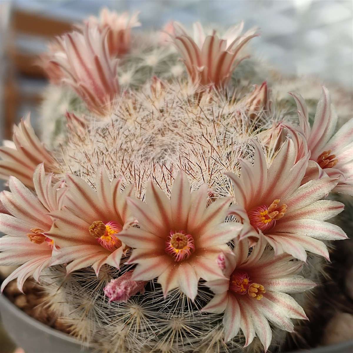 Mammillaria candida (Snowball cactus)