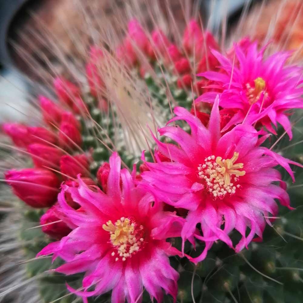 Mammillaria Spinosissima Un Pico – Secret Garden Plant Shop