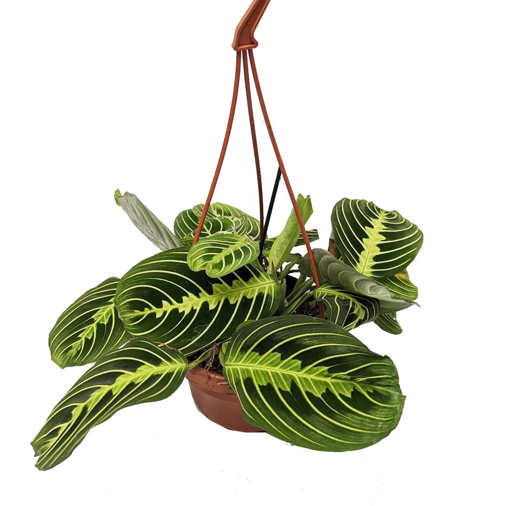 Maranta leuconeura ‘Lemon Lime’ 3-4 plantes/pot