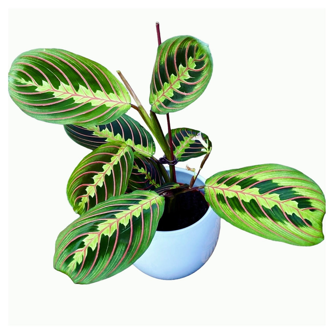 Maranta leuconeura var. erythroneura (Tricolor) - Planta care se roaga (Prayer plant)