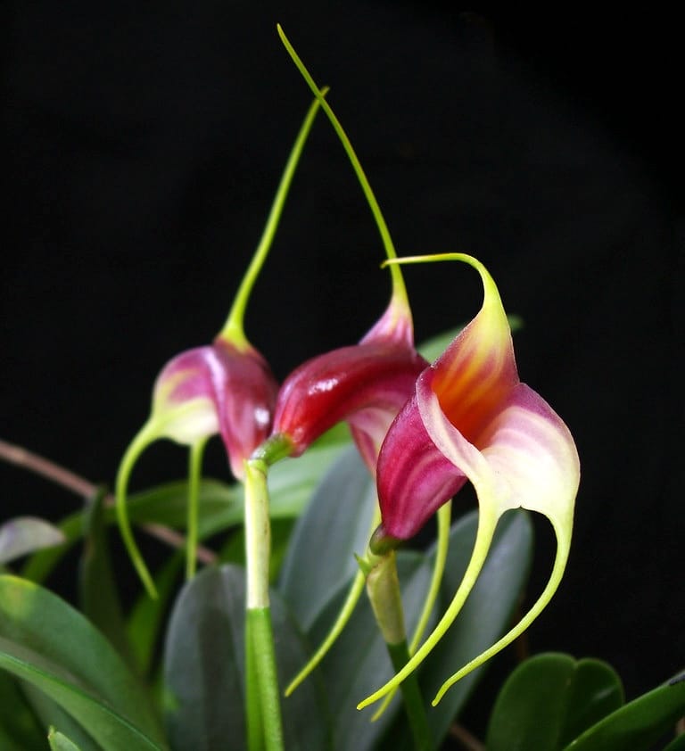 Masdevallia mix (pot 6cm)
