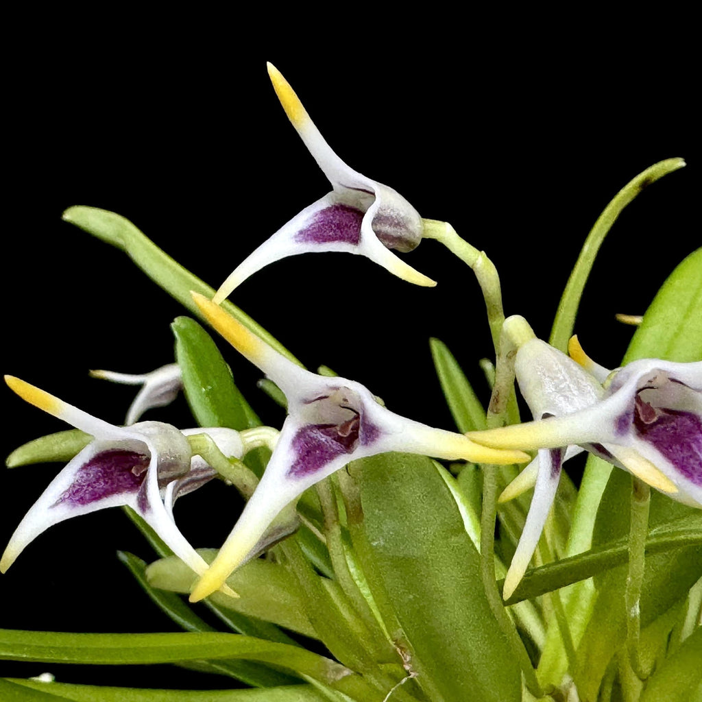 Masdevallia wendlandiana