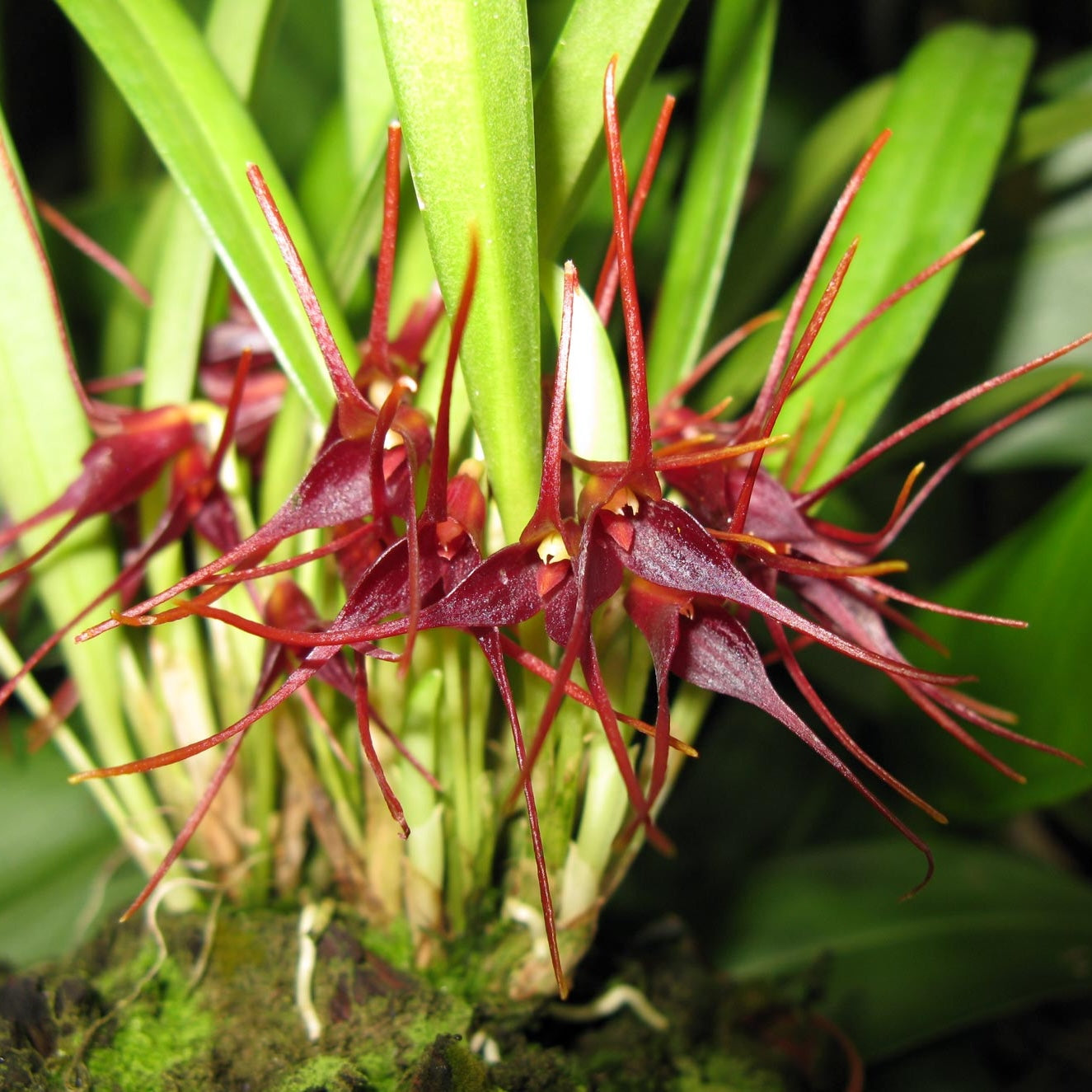 Masdevallia herradurae