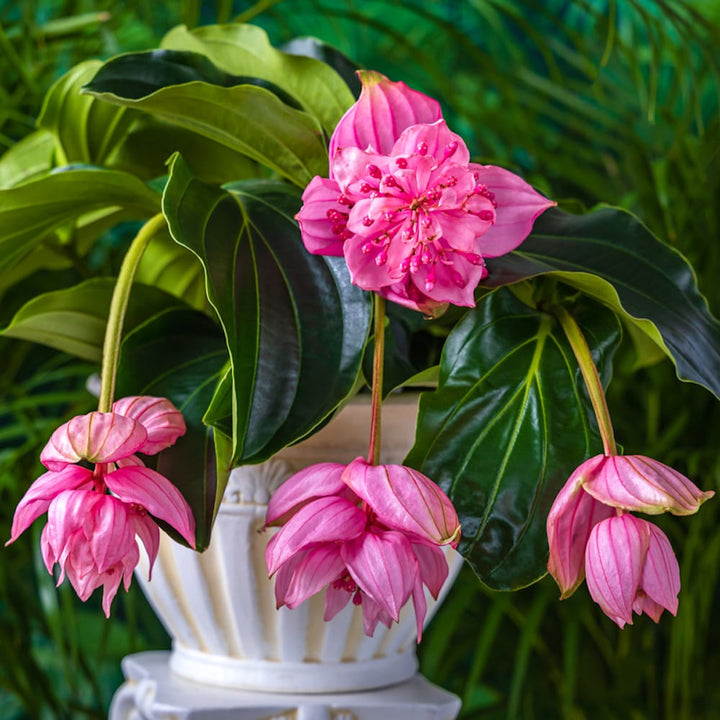 Medinilla magnifica 'Pinatubo'