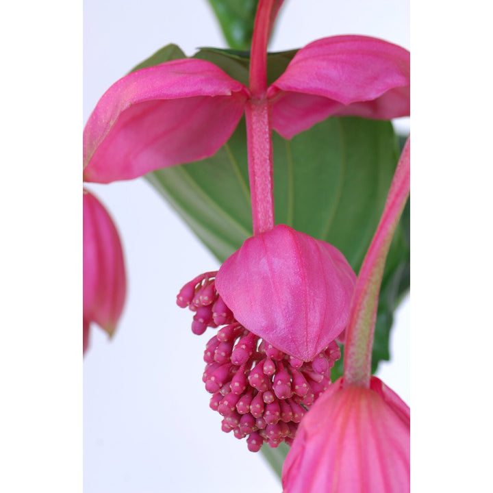 Medinilla magnifica 'Flamenco'