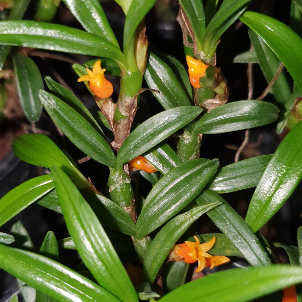 Mediocalcar umboiense