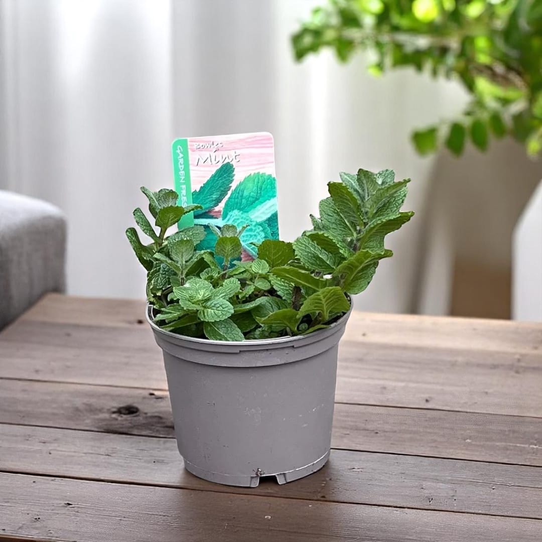 Menta - Mentha suaveolens (Apple Mint, Izma Turceasca)