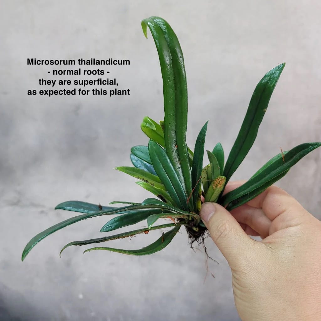Microsorum thailandicum (Avatar fern)