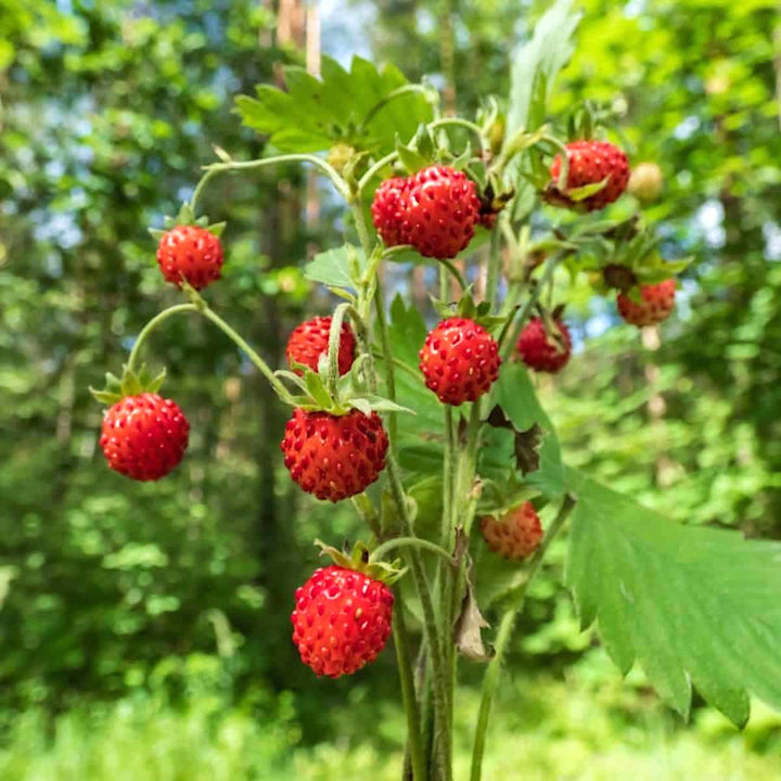 Fragute alpine - Fragaria vesca 'Alpen Rot'