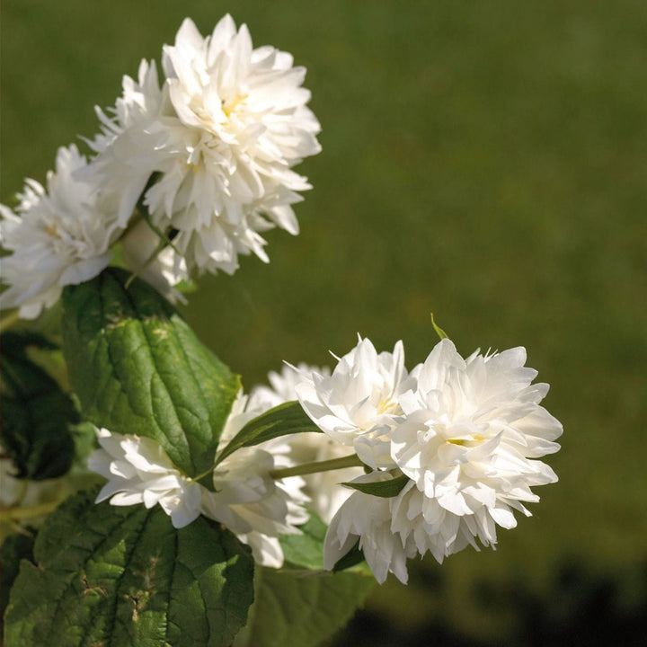 Philadelphus 'Minnesota Snowflake' (Mock Orange)