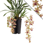 Cymbidium Mary Green (Mitalli)