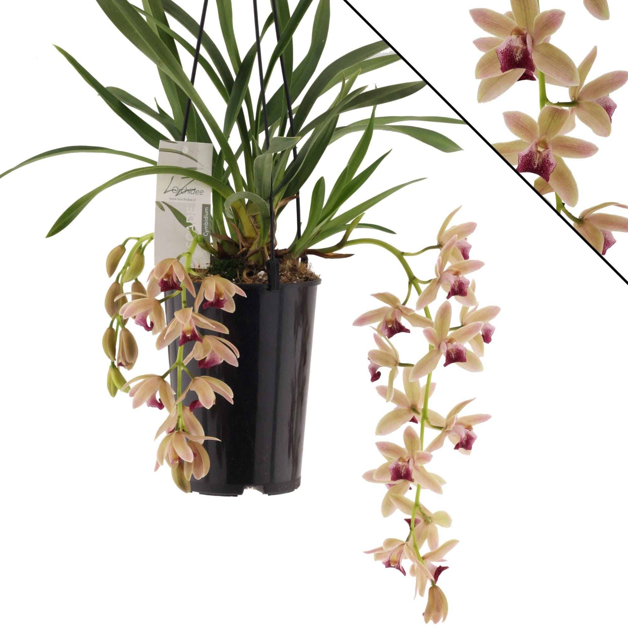 Cymbidium Mary Green (Mitalli)