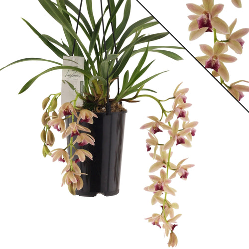 Cymbidium Mary Green (Mitalli)