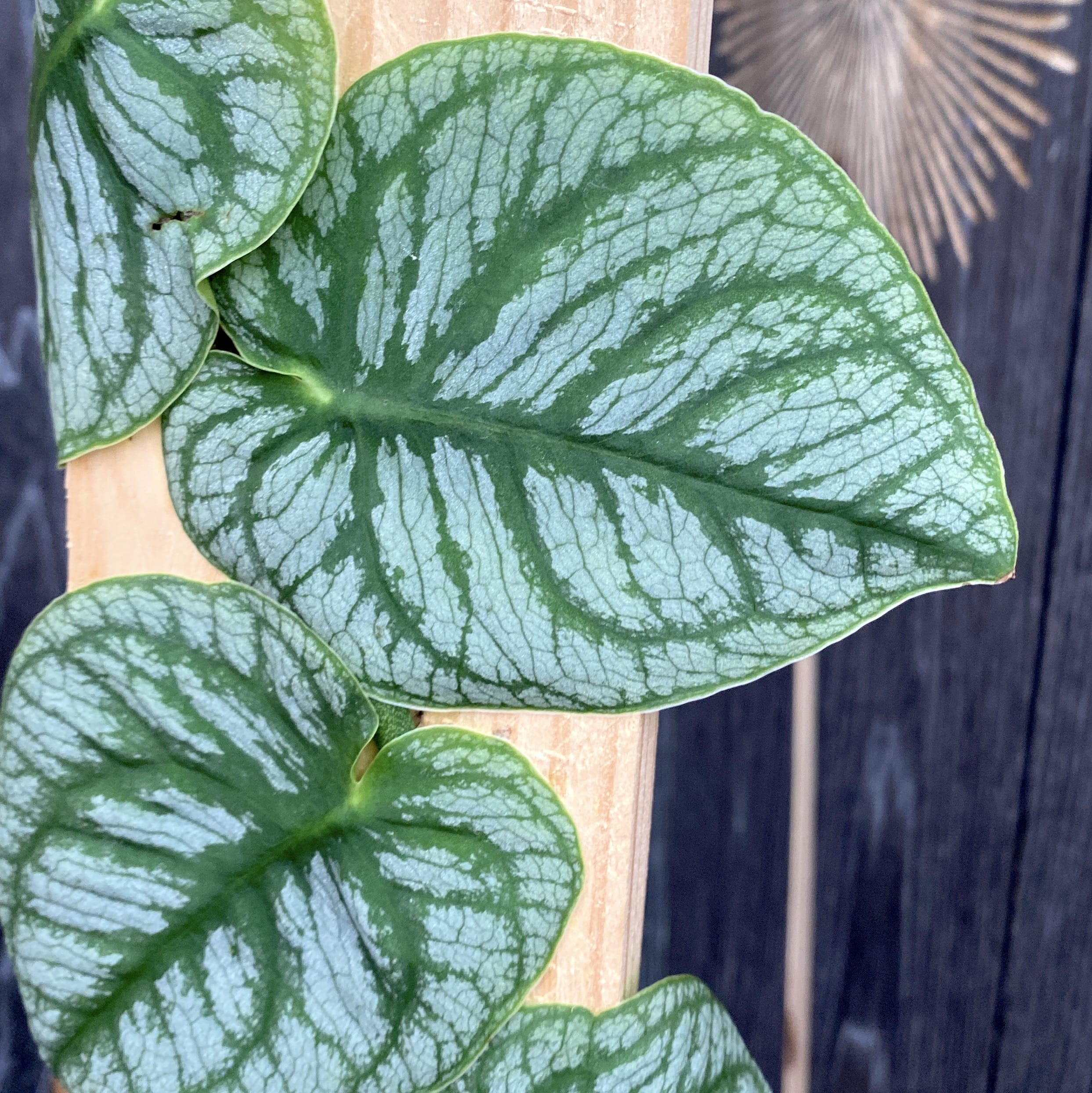 Monstera dubia (H30)