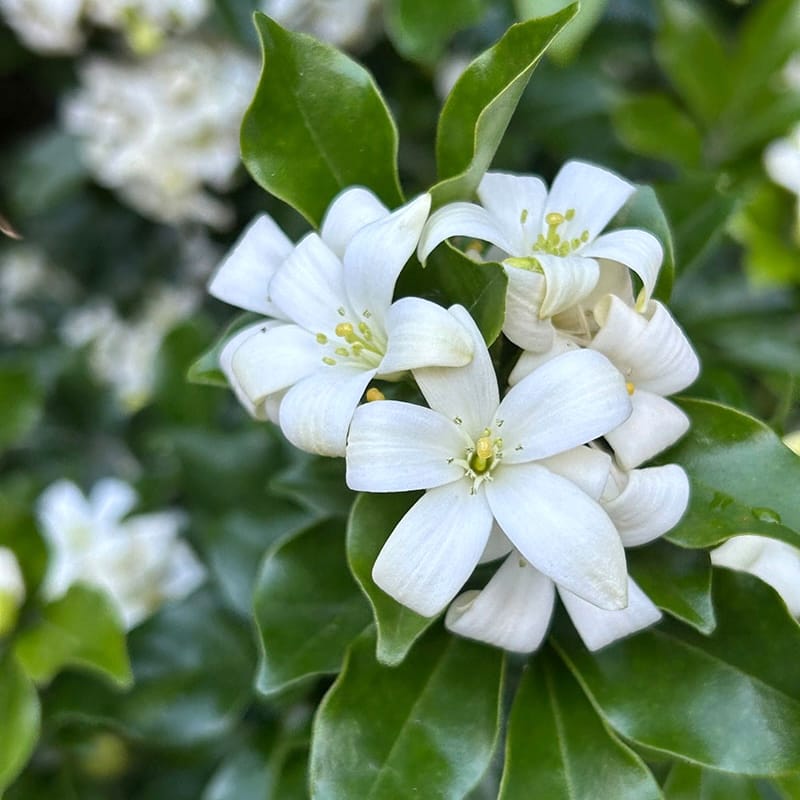 Murraya paniculata (Orange Jasmin) - Exemplare mari, mai multe plante/ghiveci