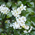 Murraya paniculata (Orange Jasmin) D14 - flori intens parfumate