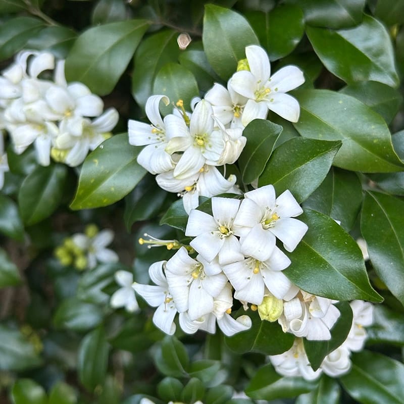 Murraya paniculata (Orange Jasmin) - Exemplare mari, mai multe plante/ghiveci