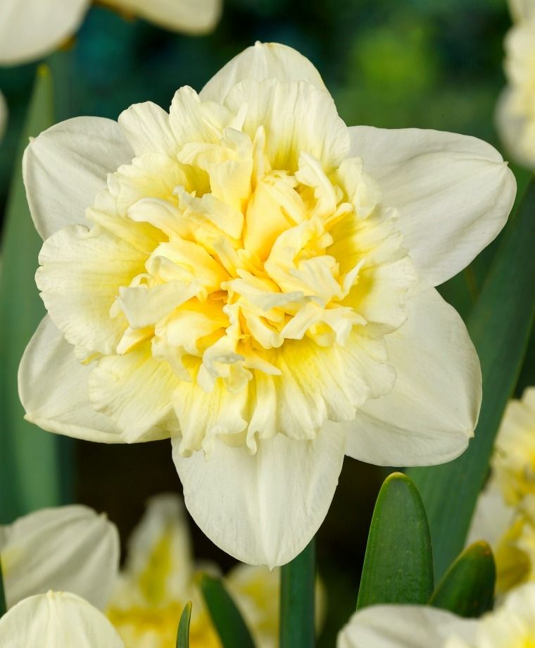 Narcise cu flori crem, duble, parfumate - Narcissus 'Ice King'
