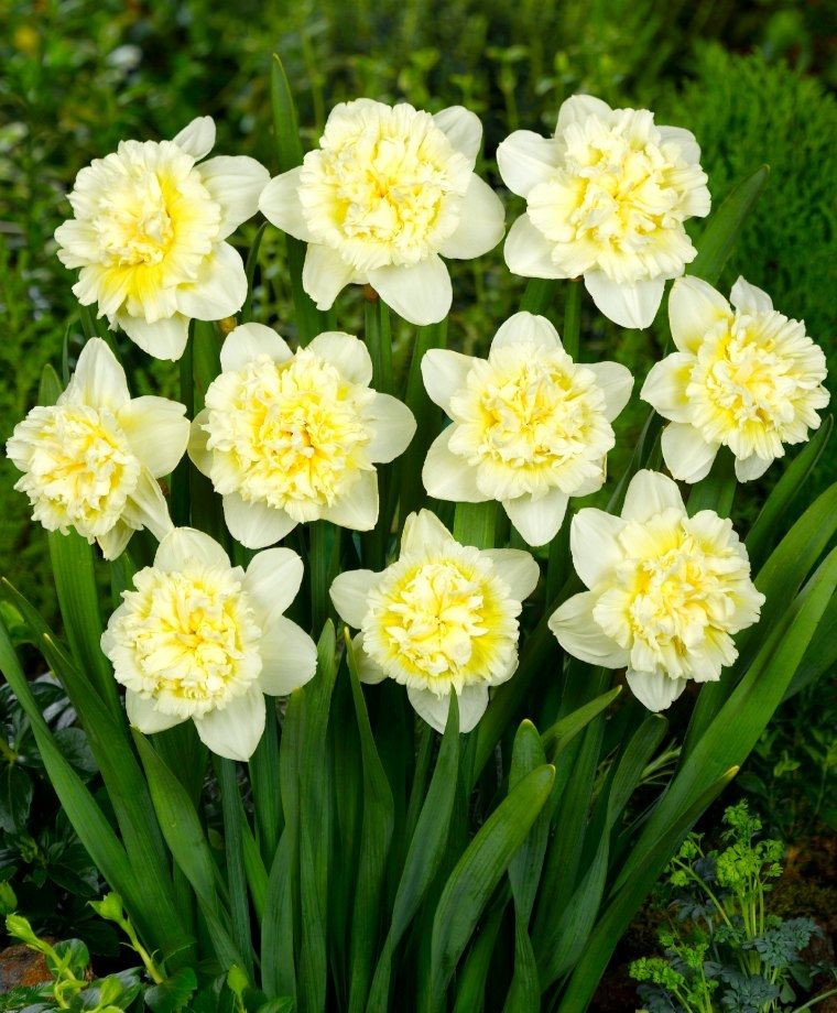 Narcise cu flori crem, duble, parfumate - Narcissus 'Ice King'