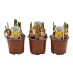 Narcissus incomparabilis 'Double Sunrise'