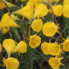 Miniatűr nárciszok - Narcissus Bulbocodium 'Oxford Gold' (Arany Harang)