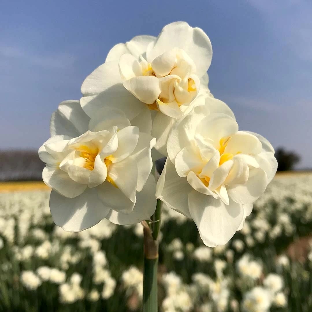 Narcissus 'Cheerfulness'