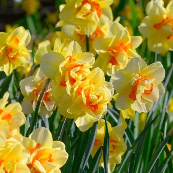 Narcissus 'Tahiti'