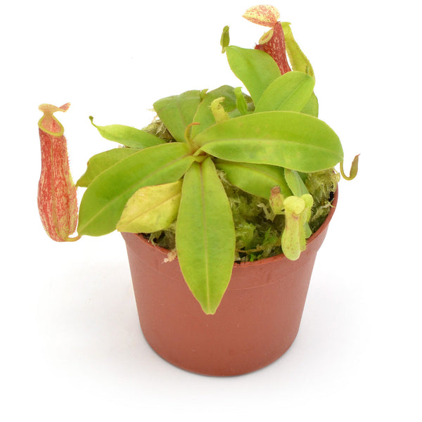 Nepenthes Mini-Mischung