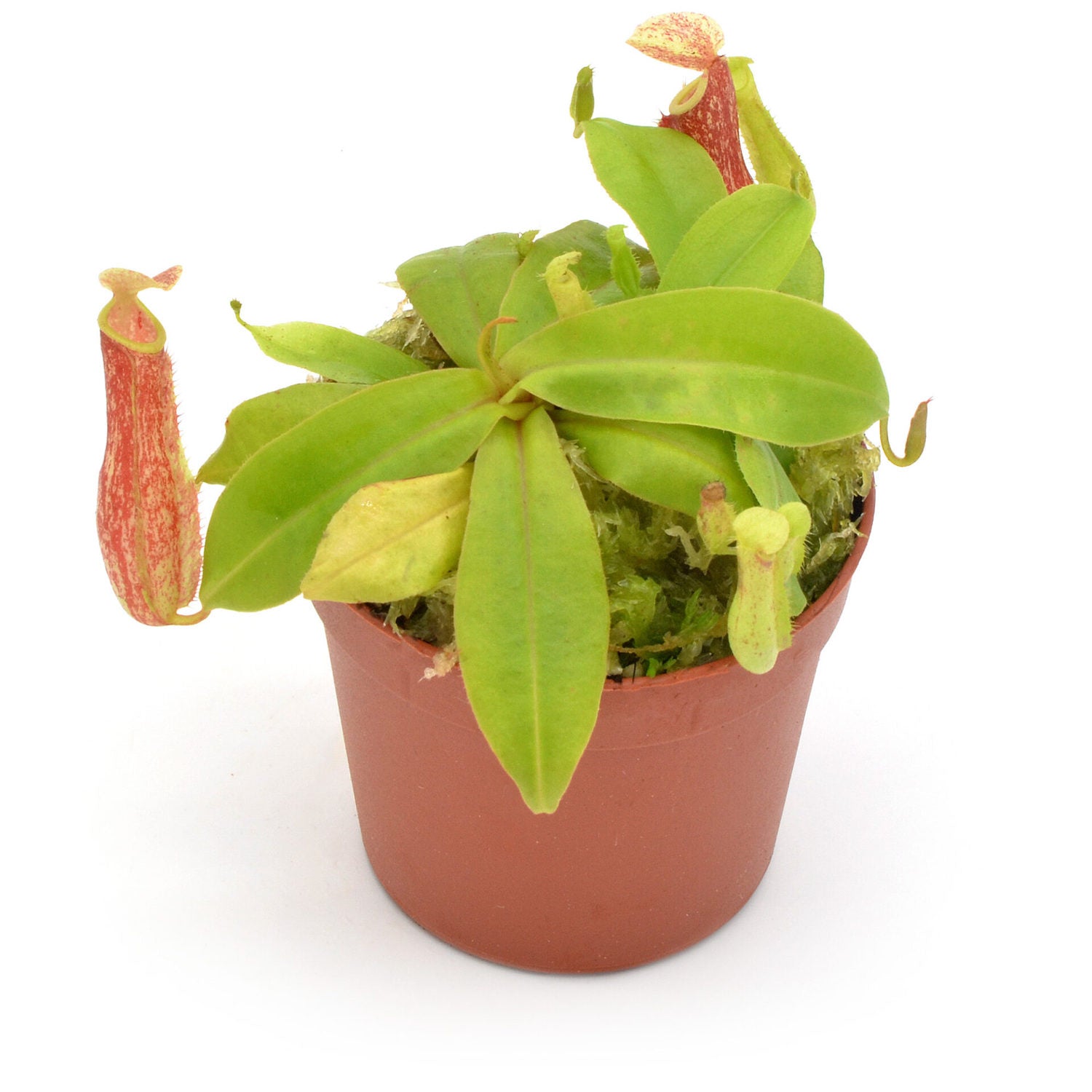 Nepenthes mini mix