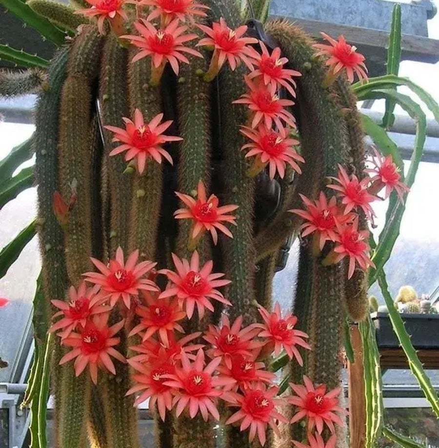 Cleistocactus winteri (Hildewintera aureispina - Monkey's Tail Cactus)