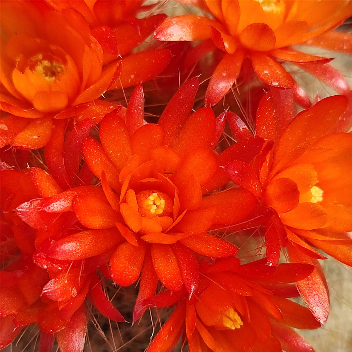 Notocactus Haselbergii (Brasilicactus) - cactus pitic cu flori mari