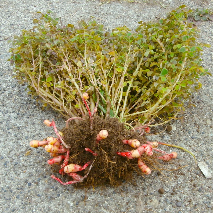 Oxalis tuberosa (Oca, Igname)