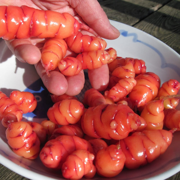 Oxalis tuberosa (Oca, Igname)]