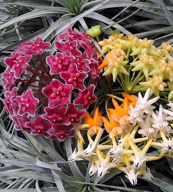 Plant Shop - Orchid Shop – Orhidee si Plante Rare, livrare Europa