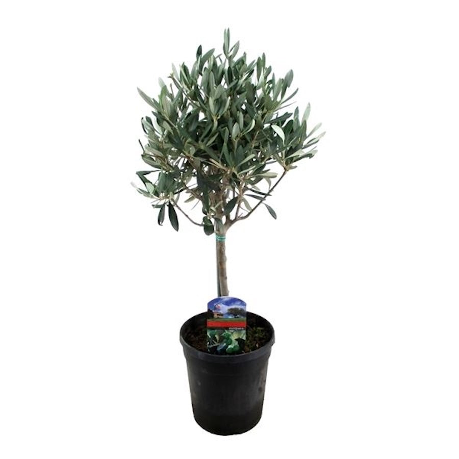 Maslin in ghiveci - Olive tree (Olea Europaea) H60