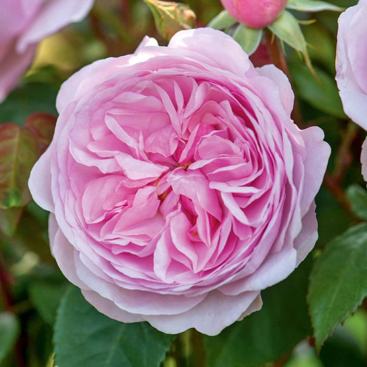 Rosa ‘Olivia Rose Austin’