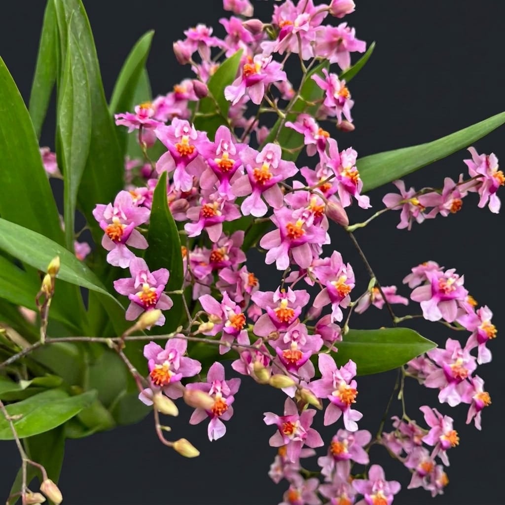 オーキッドキュー Order orchids from the Secret Garden greenhouse — hundreds of