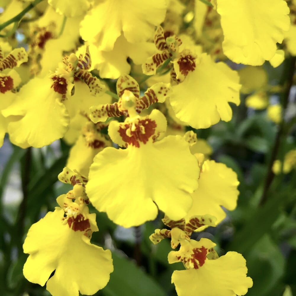 Oncidium Sweet Sugar