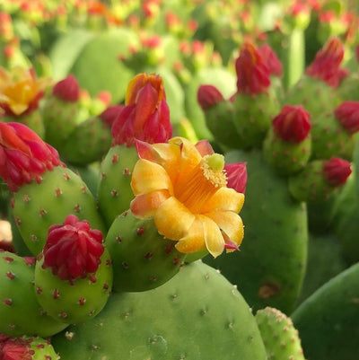 Suculente si Cactusi