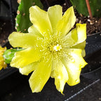 Opuntia jamaicensis (Jamaica cactus)