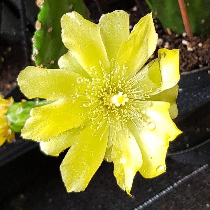 Opuntia jamaicensis (Jamaica cactus)