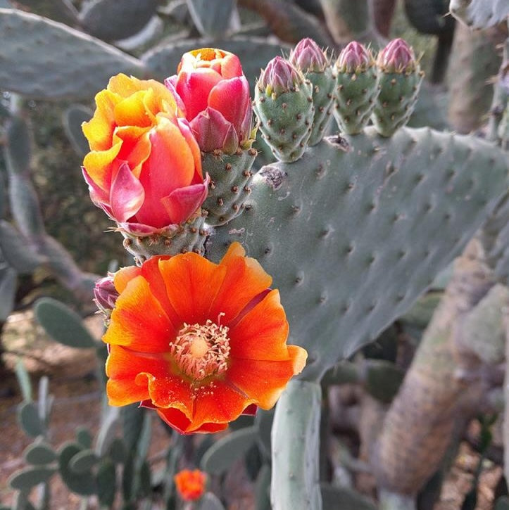 Opuntia tomentosa - fructe comestibile