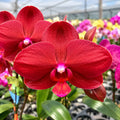 Phalaenopsis Cherry Face