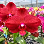 Phalaenopsis Cherry Face